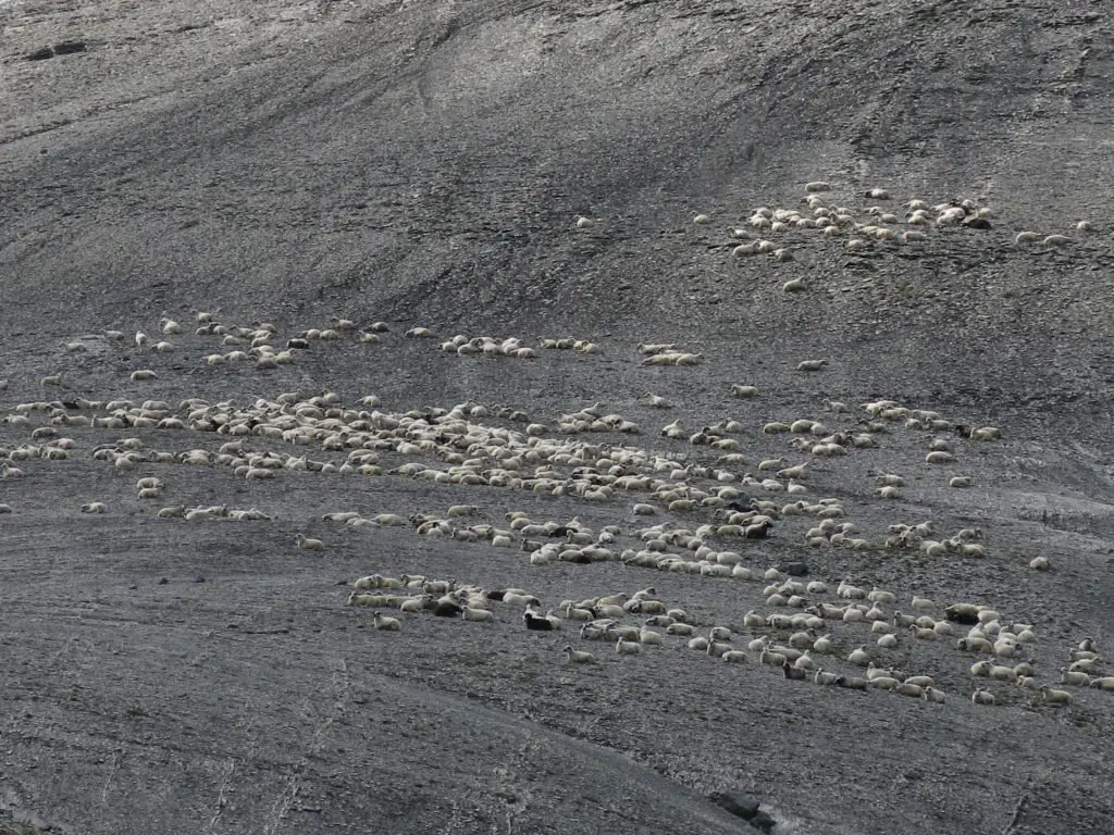 Troupeau de brebis pendant la randonnée dans les Pyrénées