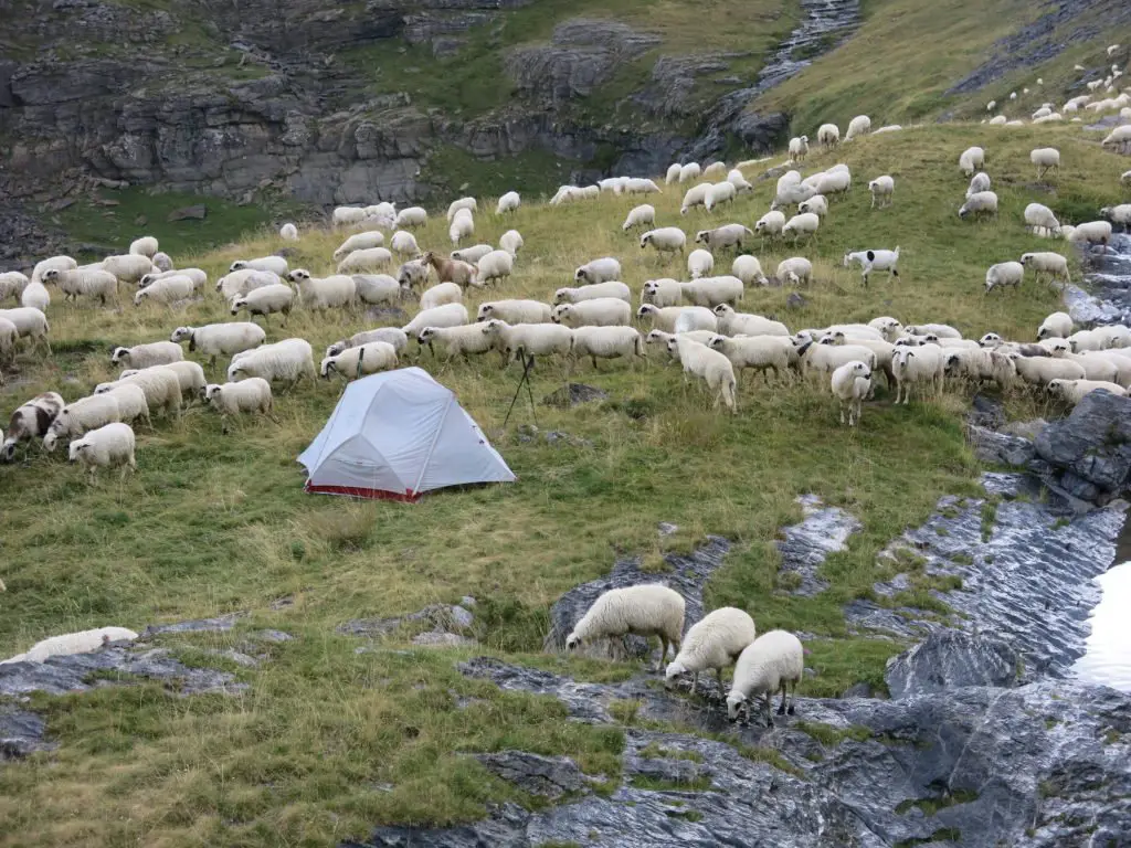 Bivouac avec tente MSR sous le refuge de Goriz avec un troupeau de brebis