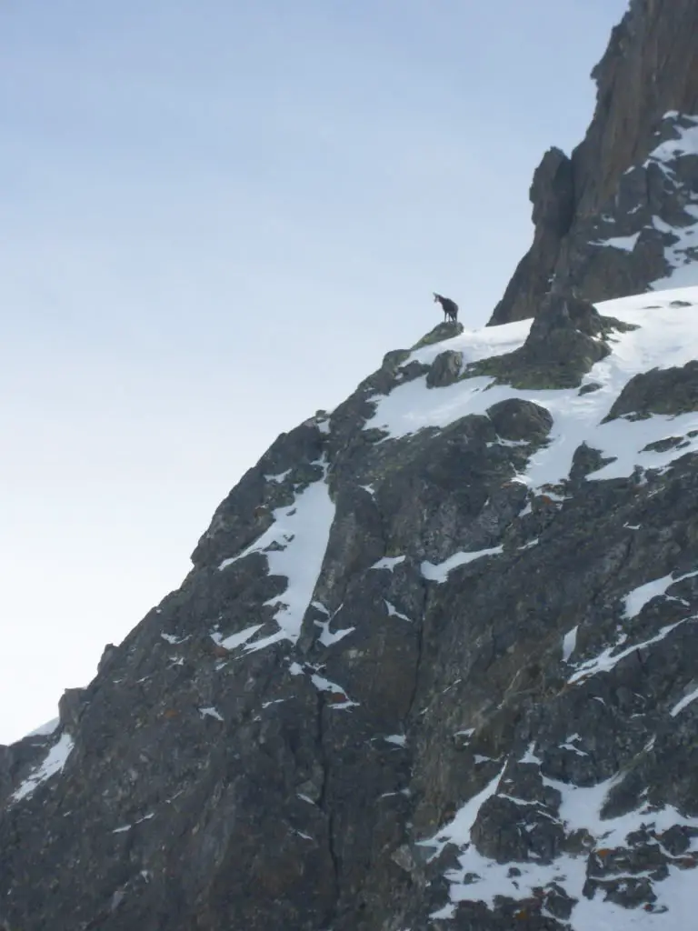 Un chamois surveille depuis le Rocher Badon pendant le ski dans le Belledone