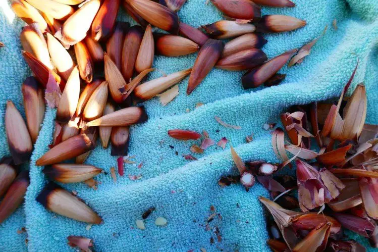 Pinones graines des araucarias en amérique du Sud
