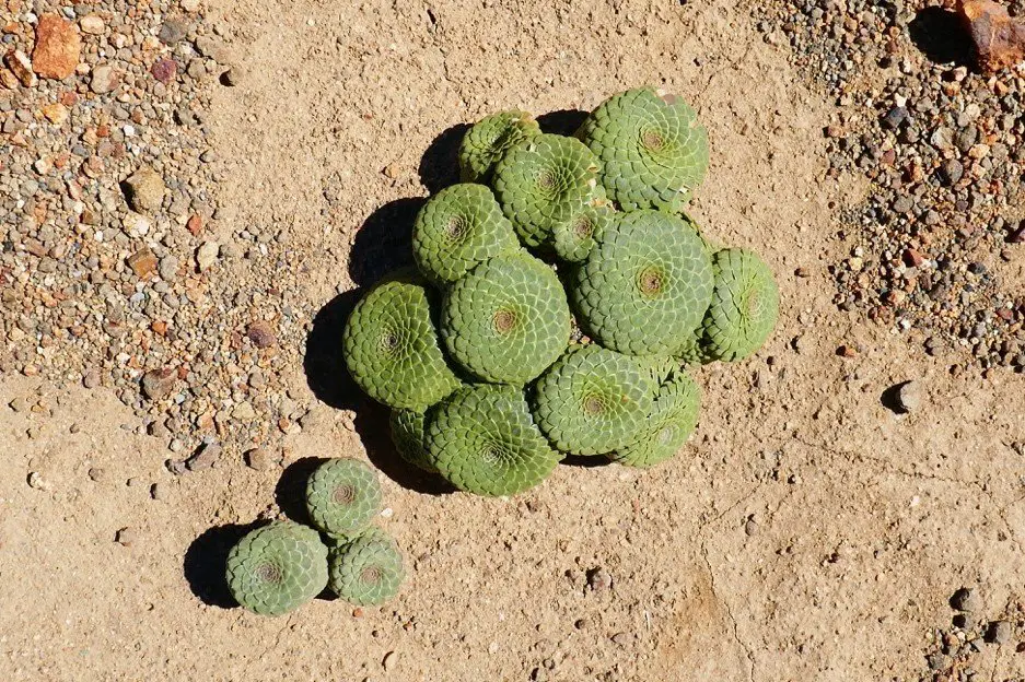 Plante grasse poussant partout dans le désert dans la Cordillère des andes