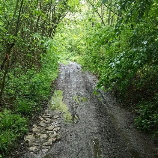 Sous le bois pendant l'orage qui frappe