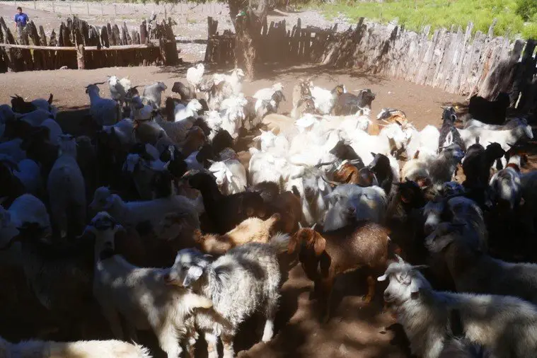 Troupeaux de chèvres en ville en amérique du SUD