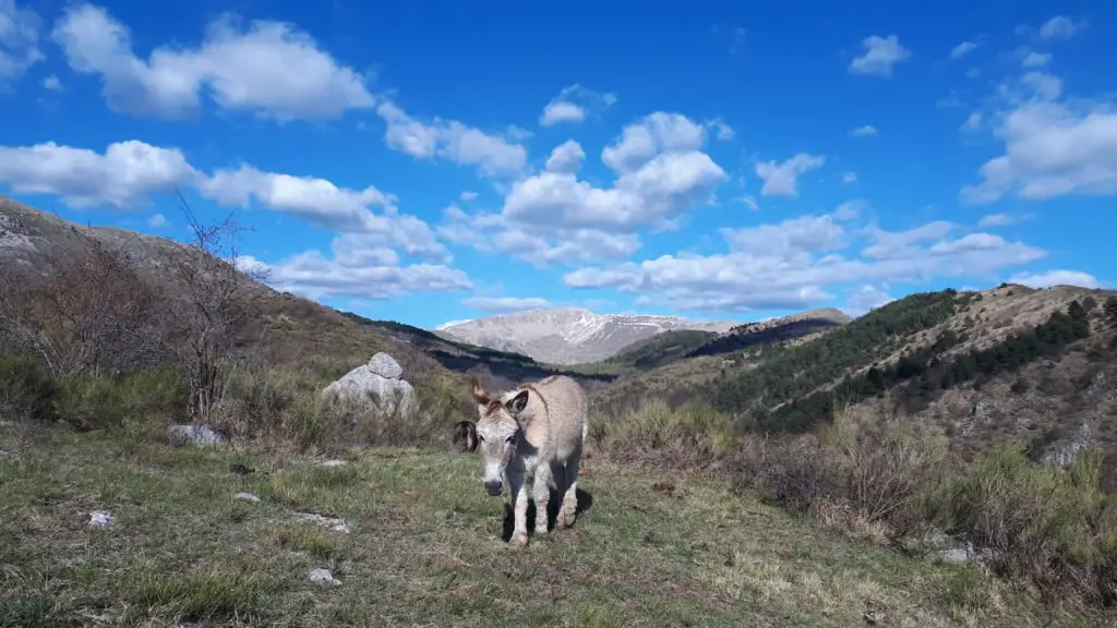 Un âne affectueux dans les Alpes