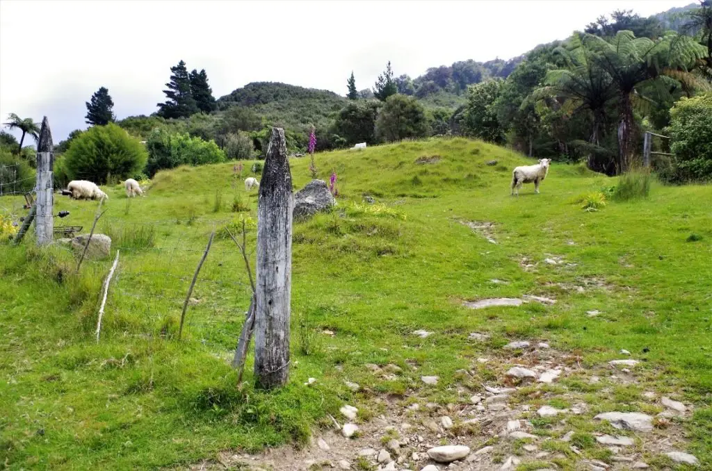 Un air de campagne avec moutons et prairies en Nouvelle-Zélande