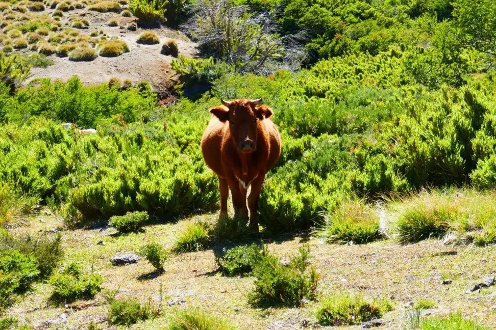 Vache en amérique du Sud vers Antuco