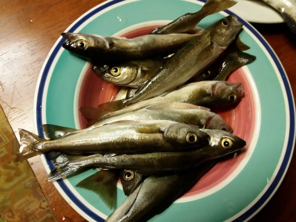 les fruits de la pêche dans un lac de Norvège dans les Lofoten