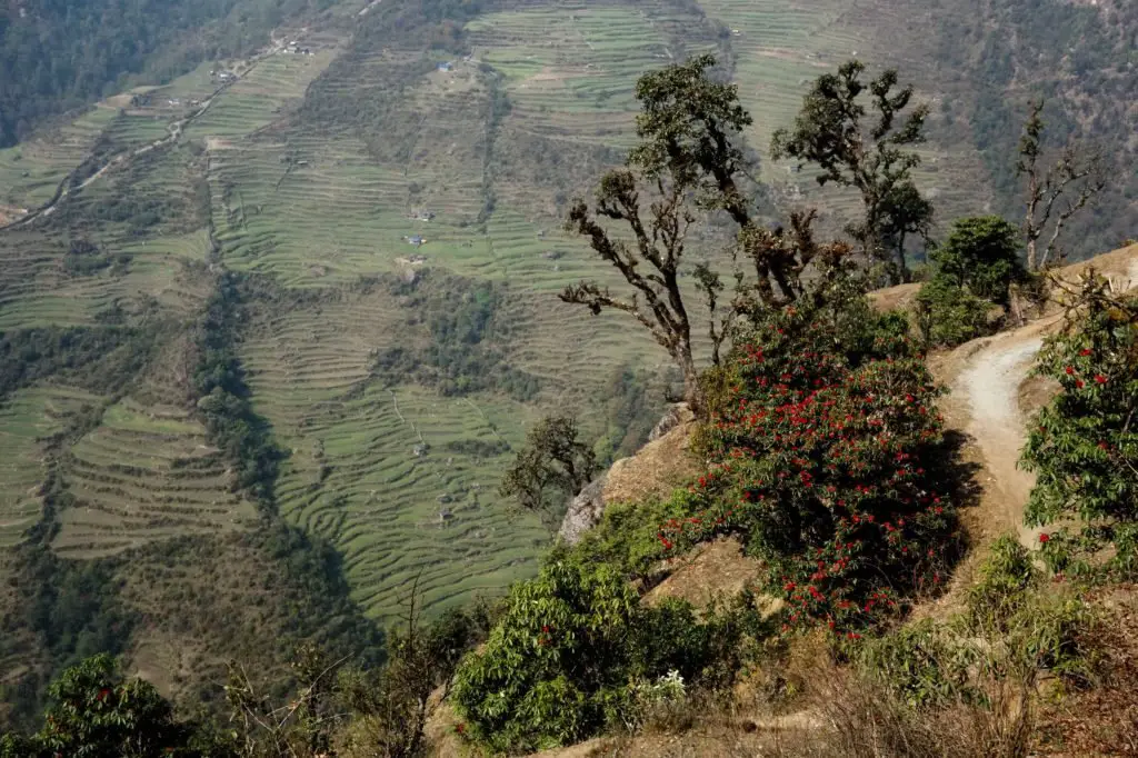 Les rhododendrons colorent le chemin dans les sentiers du Népal