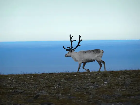 Renne blanc au Cap Nord lors de notre séjour  en Laponie