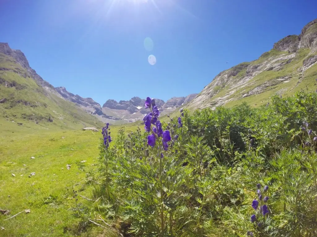 la vallée du berger dans les Pyrénées en France