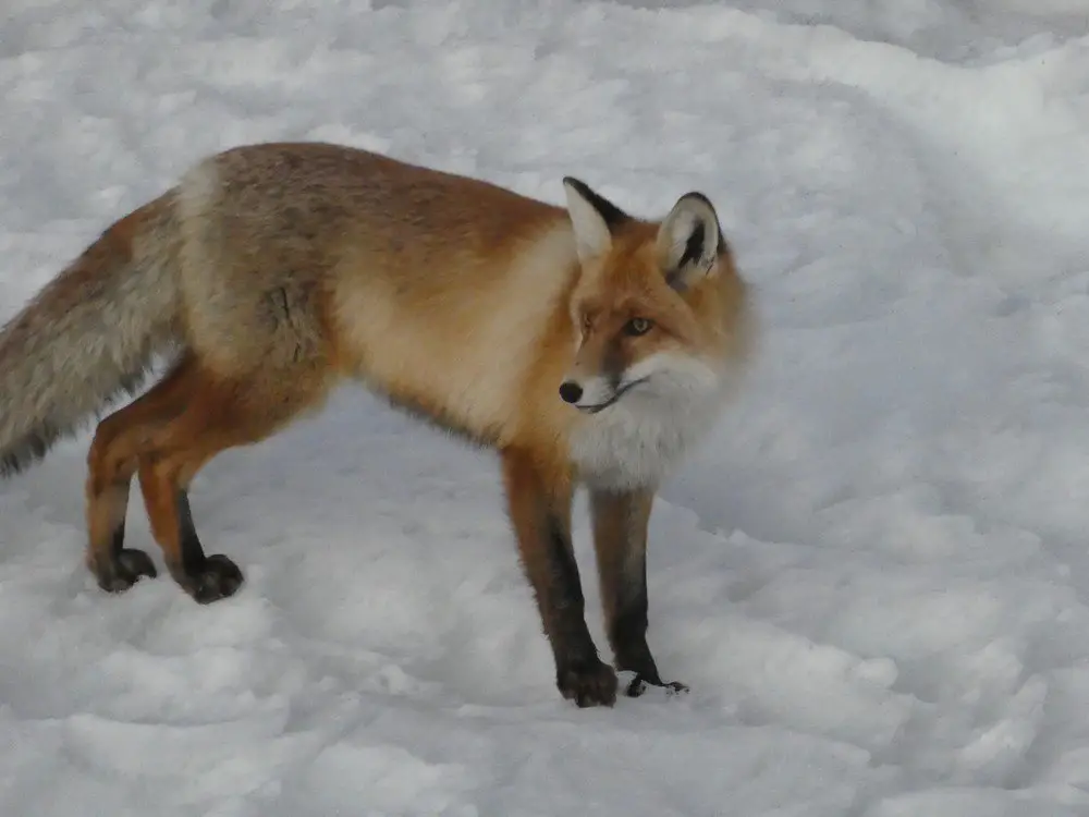 Renard aperçu pendant notre ascension du mont elbrus