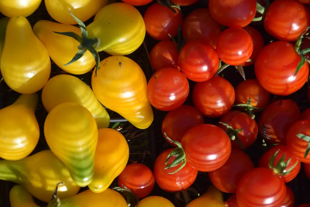 Des tomates fraîchement cueillies dans le jardin d'une ferme à Chamonix