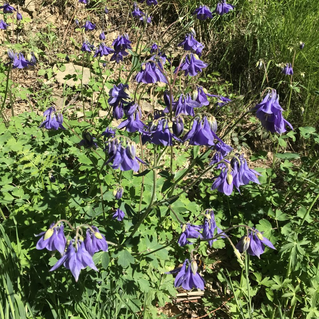 Fleurs des montagnes du Caroux