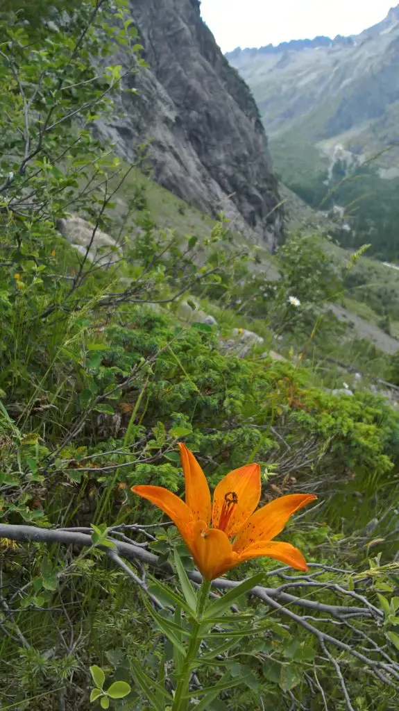 Le Lys Orangé des Ecrins