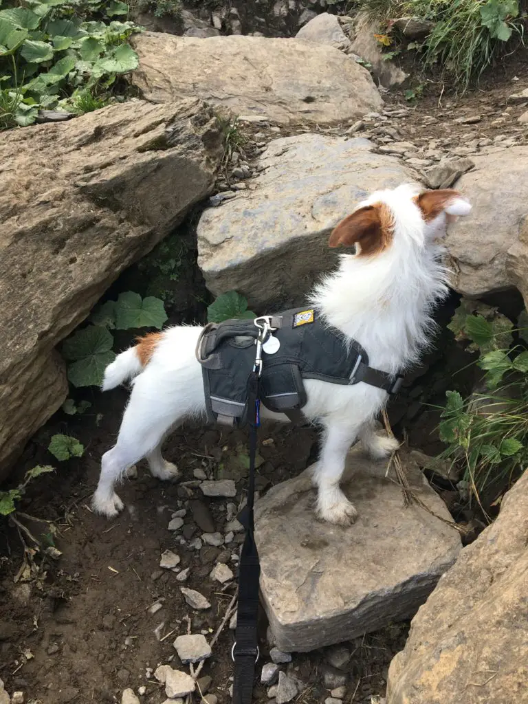 Baudrier et laisse de traction pour baladerer en toute sérénité avec son chien