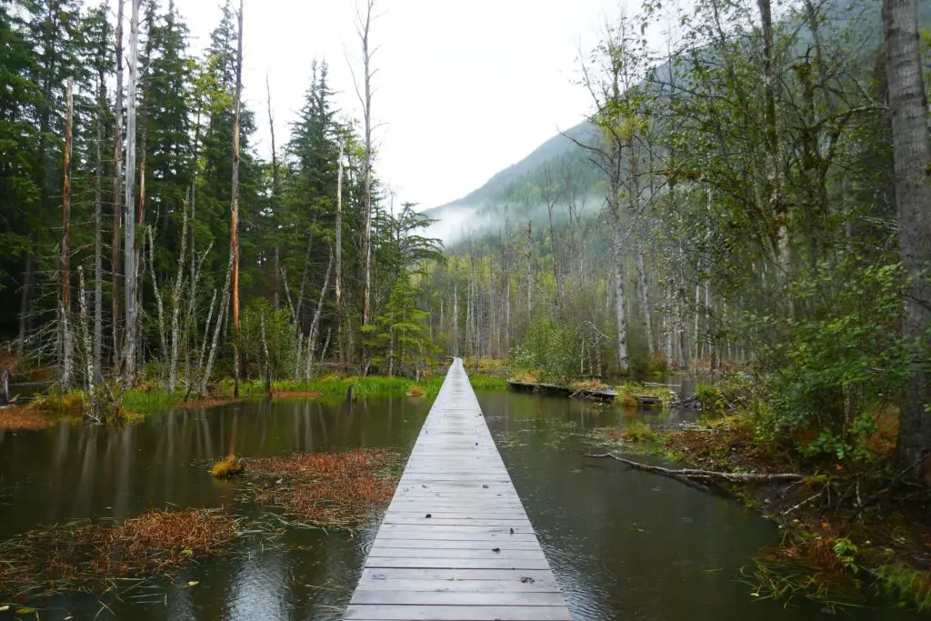 La forêt inondée sur le sentier du Chilkoot Trail, nous avons aperçu ici un castor