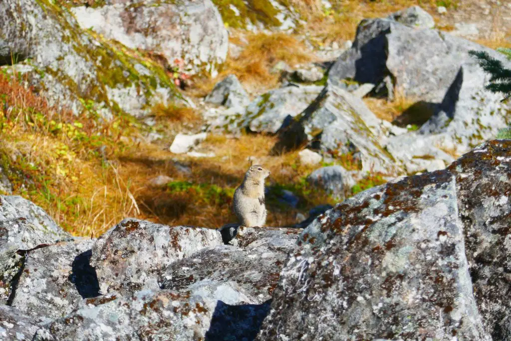 Une petite marmotte qui nous surveille sur notre sentier de randonnée en Alaska