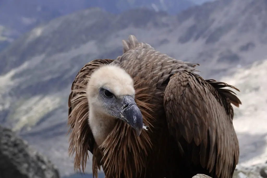 Vautour des Pyrénées