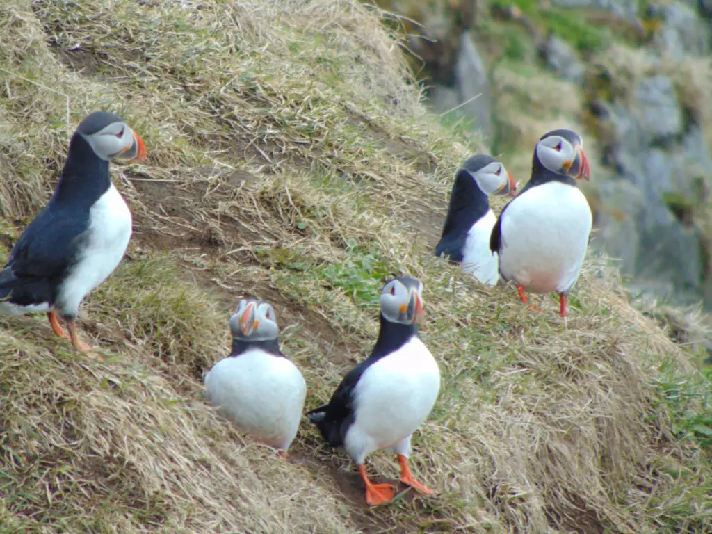 Des macareux photographiés sur l’île de Grimsey en Islande