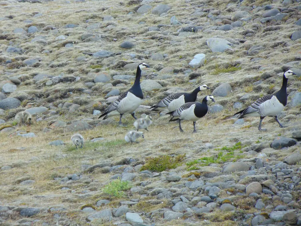 Des oies de Bernache avec leur petits à Jökulsárlón en Islande