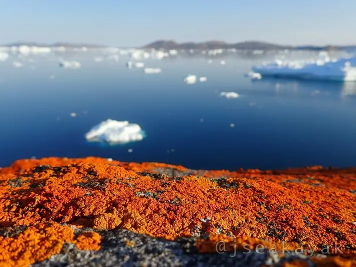 Lichen orange du Groenland au bord de la mer