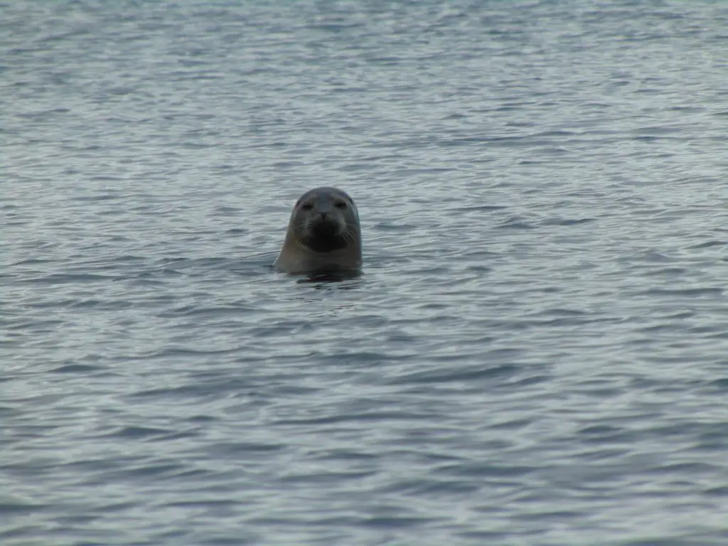 Phoque nageant sur les côtes islandaise