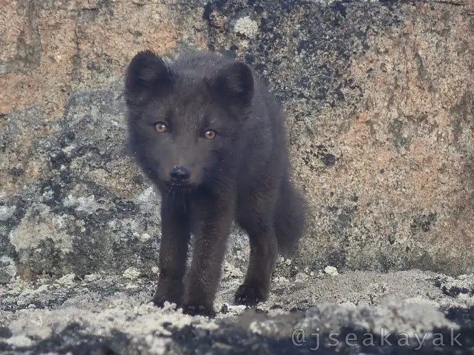 Renard arctique du Groenland