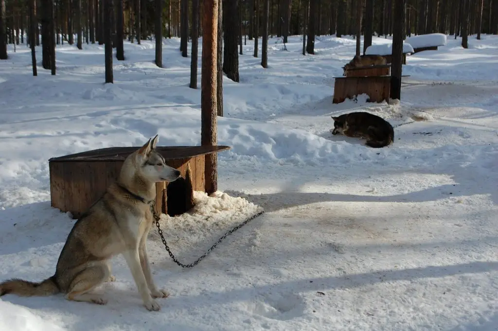 Séjours chien de traineau à Rovaniemi en Finlande au mois de décembre
