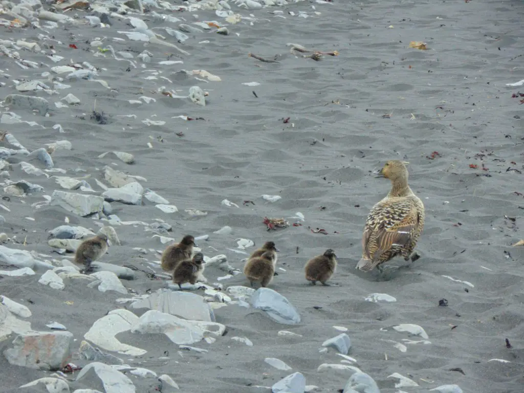 famille de canard à la découverte de l'Islande
