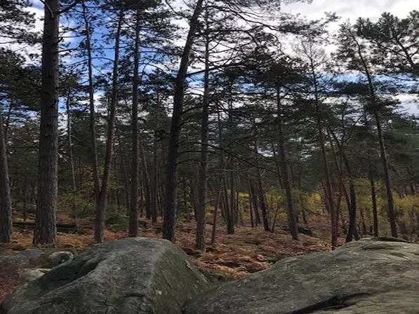 La foret de Fontainebleau le paradis des grimpeurs