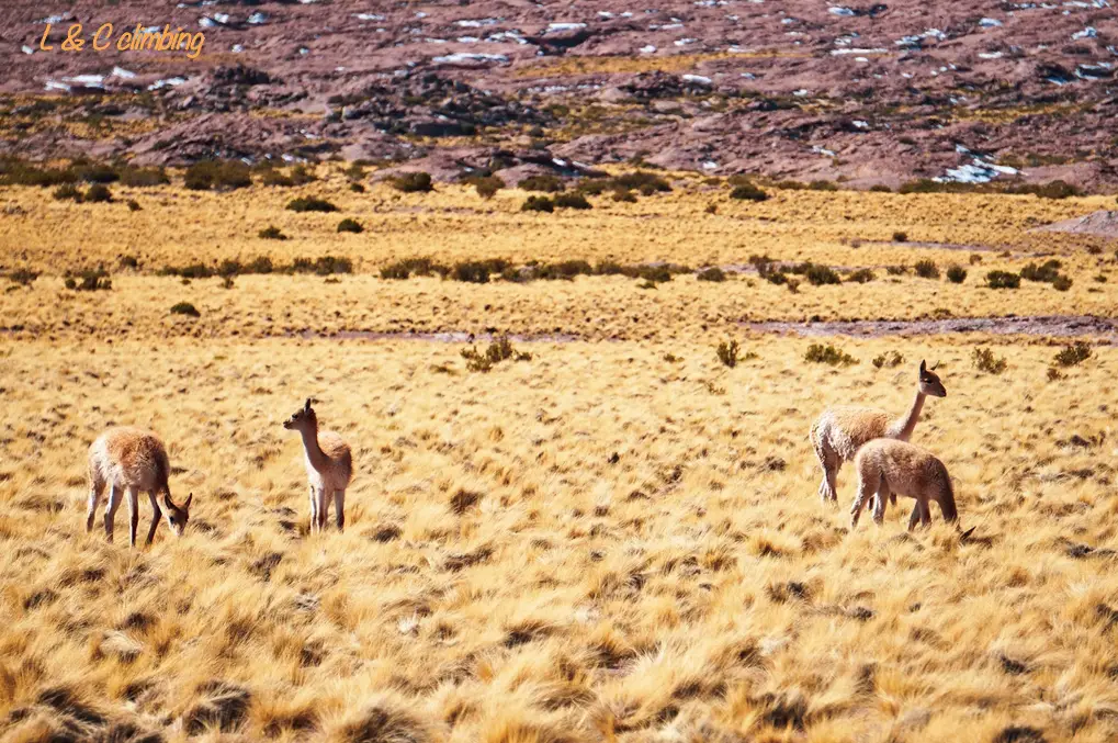 Alpagas aux alentours des lagunas Miscanti y Miniques au Chili