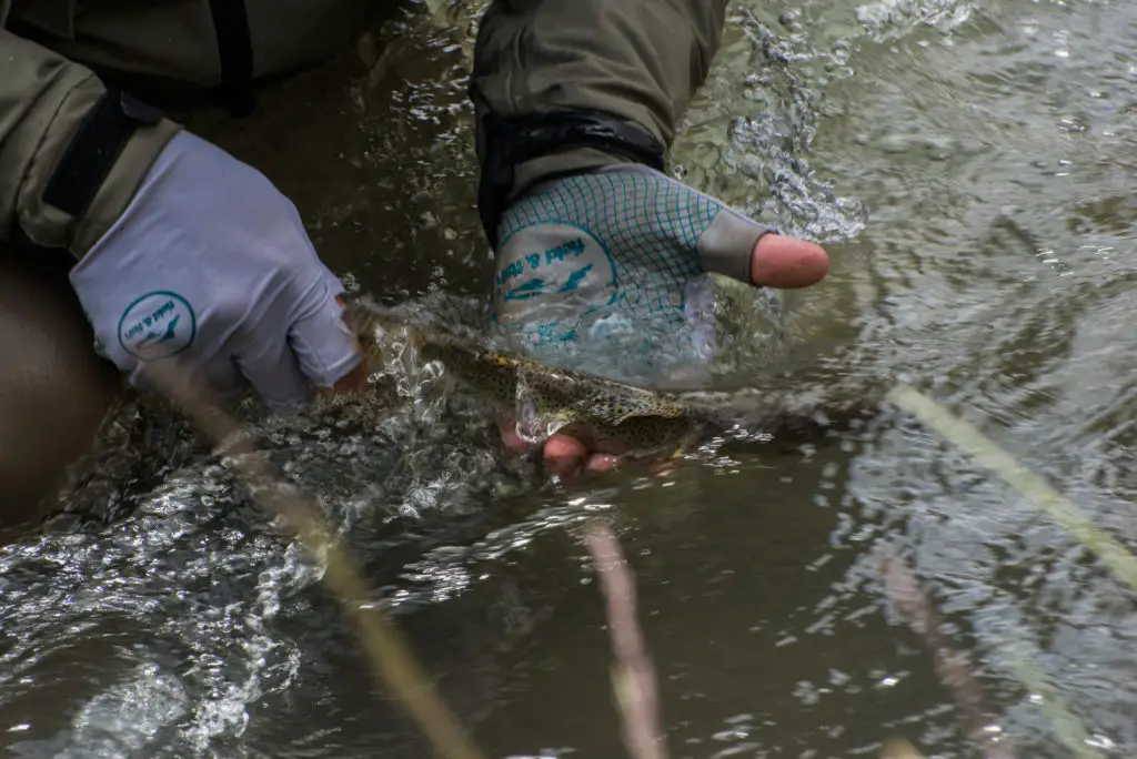 Catch and Release avec les gants watergloves de Field and Fish