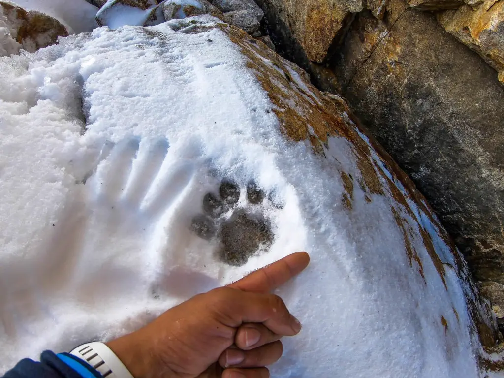 LA trace de panthère des neiges, donnant le non de notre voie  Tcheu cte panthère, sur le Grosvenor dans le Sichuan (chine)