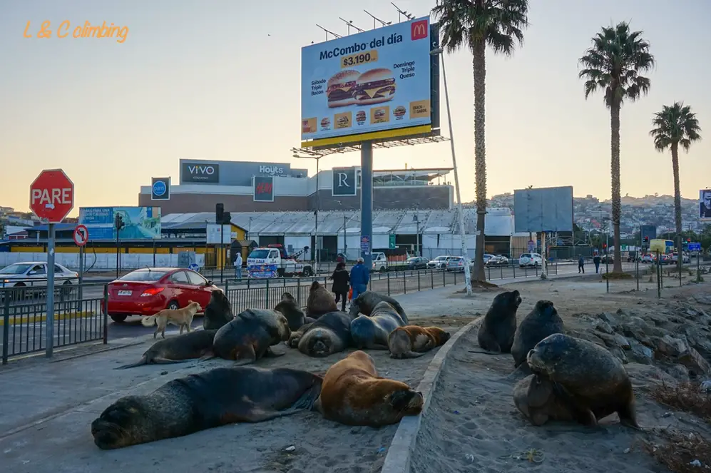 Lions de mer à Coquimbo au Chili