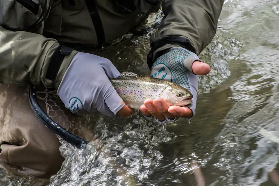 Remise à l'eau d'une truite de Patagonie par Baptiste CONQUET avec les gants Field and Fish watergloves