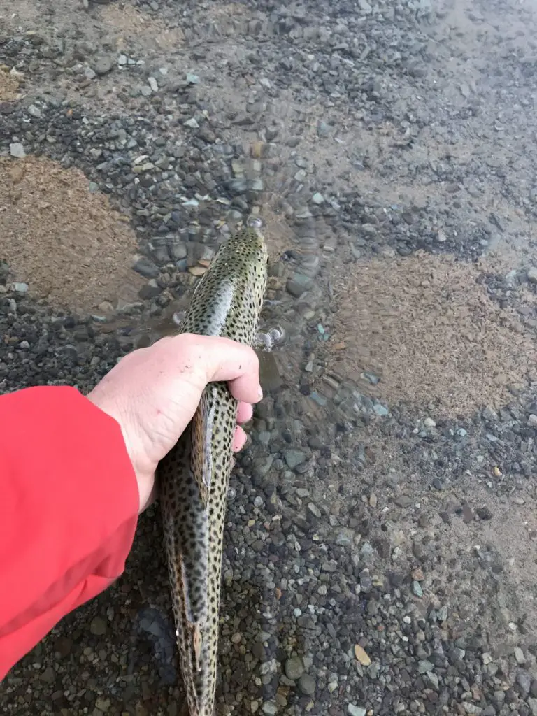 Belle truite rodeuse sur le coup du matin a la laguna de Las Cargas en valle noble en Argentine