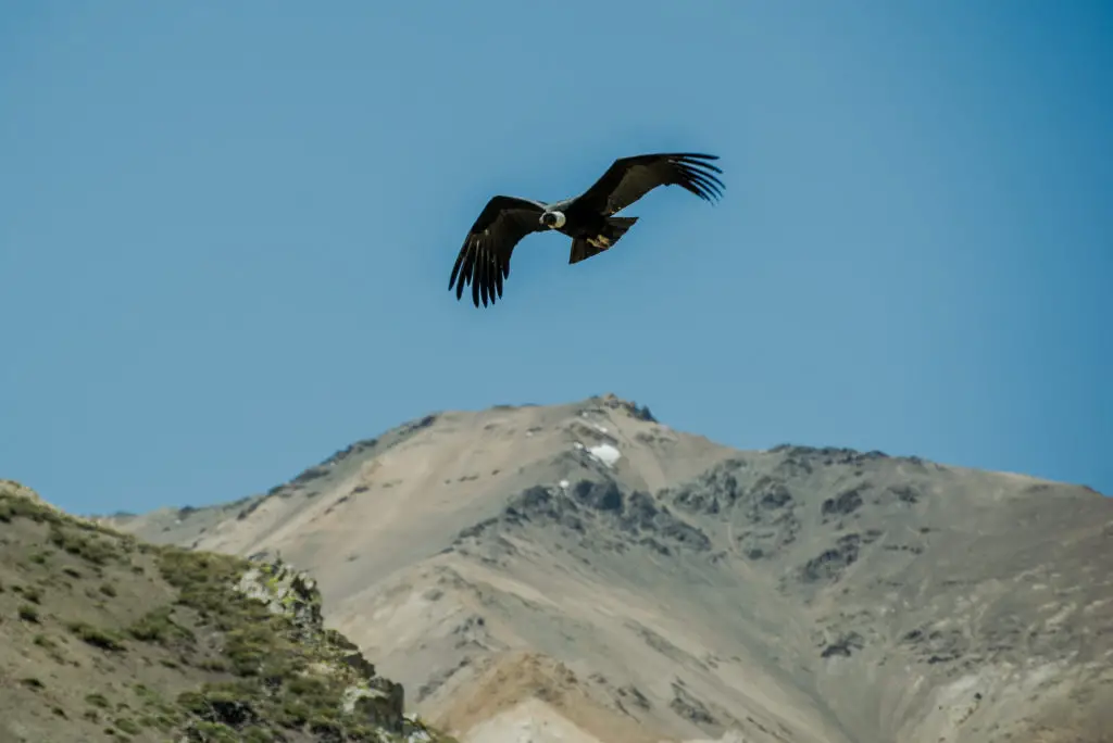 condor dans la valle hermoso en patagonie du nord Argentine