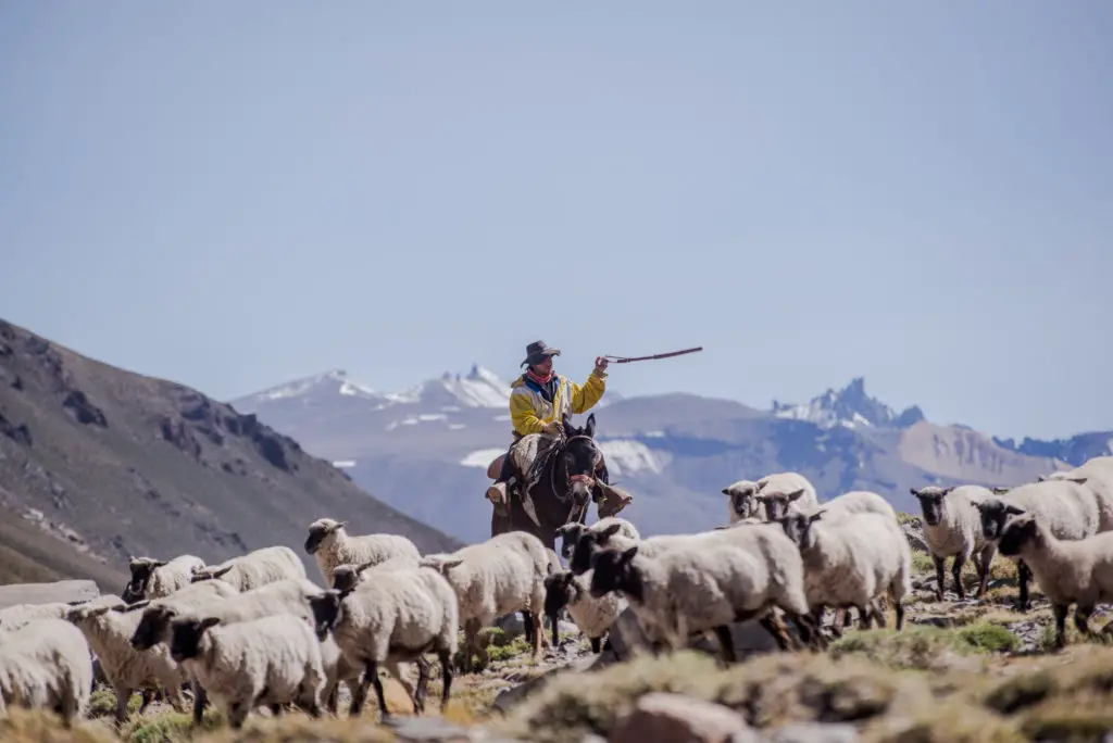 Gaucho avec son troupeau de mouton dans les montagnes de Patagonie du nord en argentine
