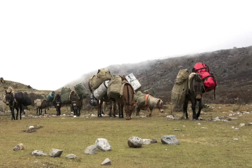les mules nous permettant d’accéder au camp de basse du Jiazi et Grosvenor (Sichuan, Chine), et d’ouvrir Tcheu cte panthère 