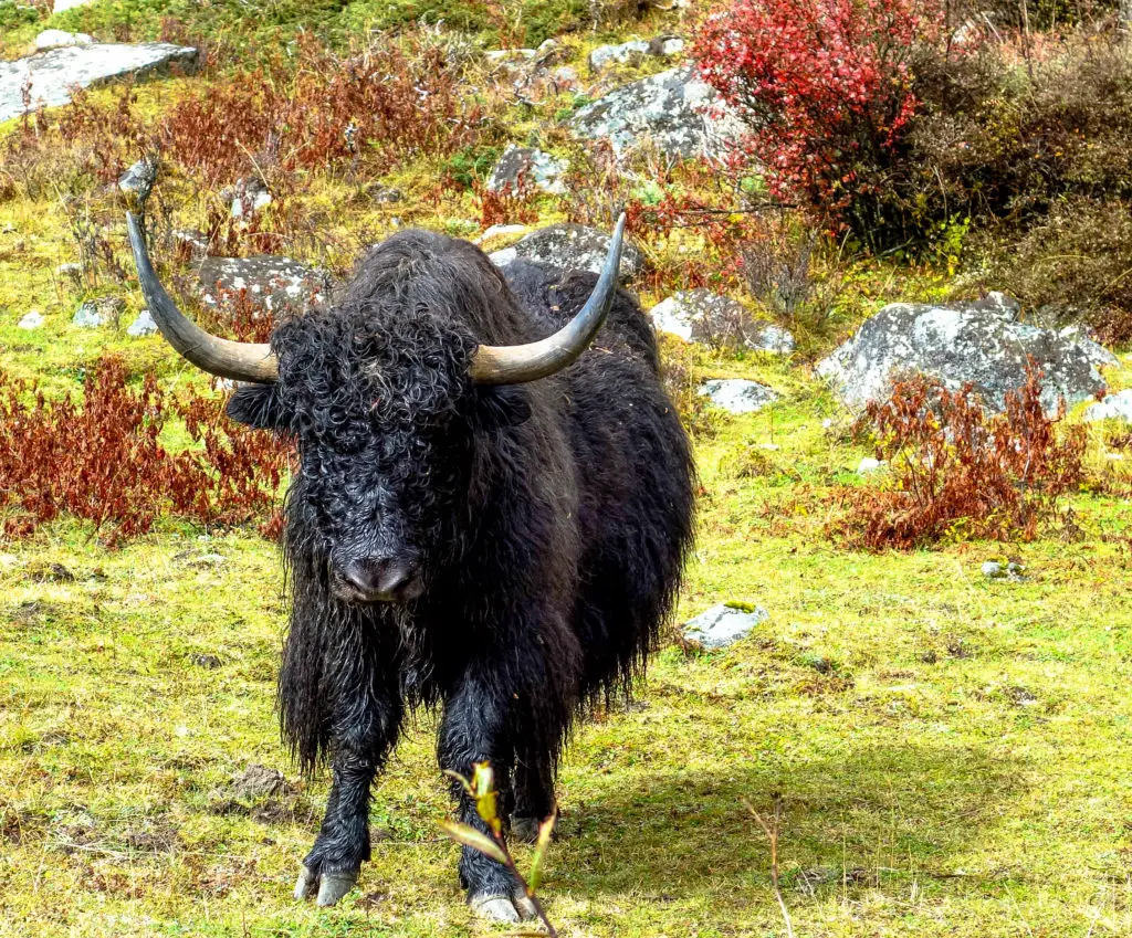 les yaks, êtres mythiques du Sichuan (Chine)