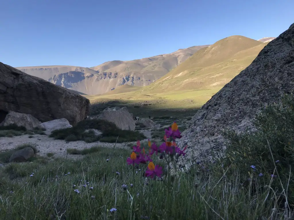 magnifique fleur pres de notre bivouac durant notre voyage peche a la mouche en patagonie