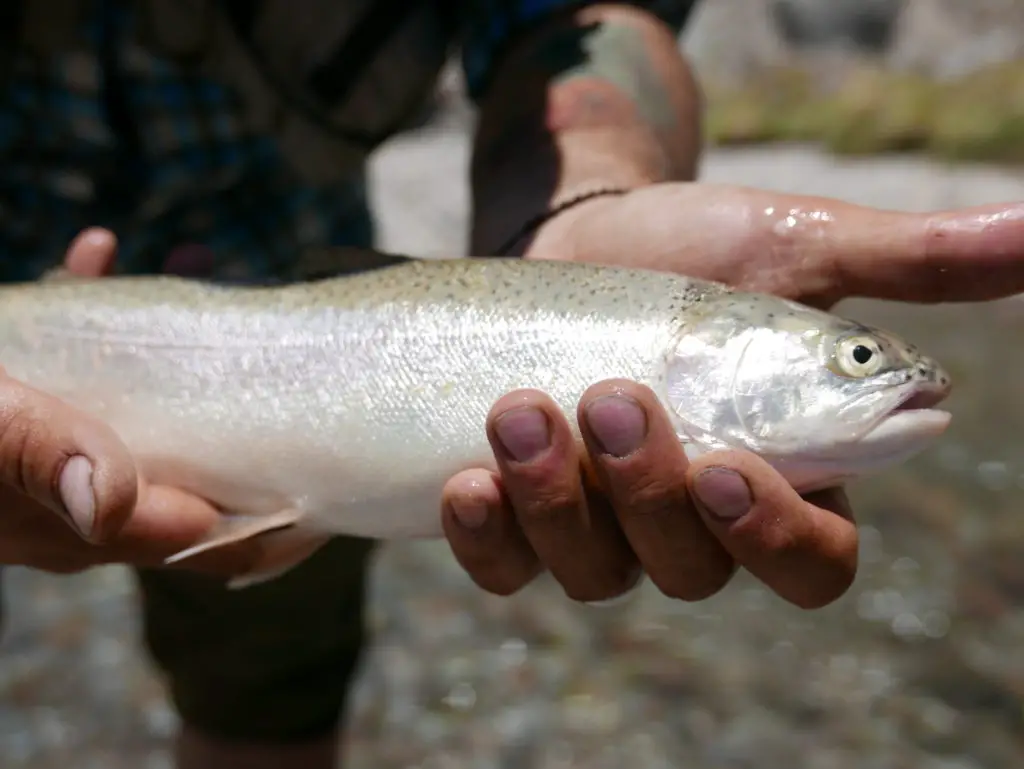 magnifique truite pechée sur la rivière el cura en valle noble en argentine