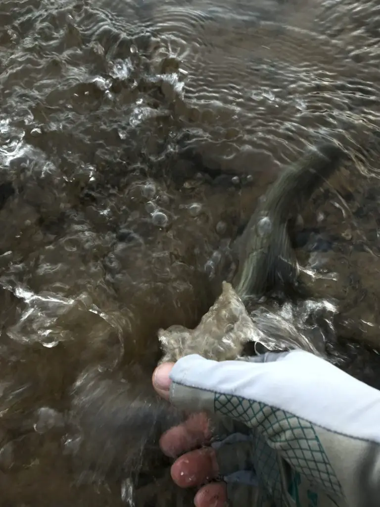 première truite sur le ruisseau El Tirbuccio en valle noble en argentine