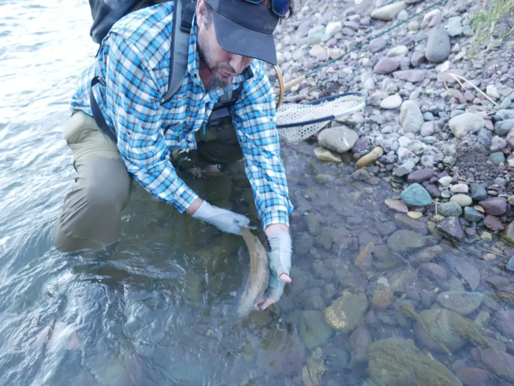 Remise a l'eau d'une truite de 40 cm peche sur le salado en argentine