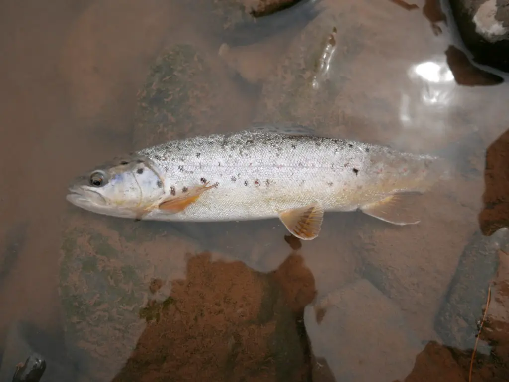 truite peché en nymphe sur le ruisseau el Tirbuccio en valle noble en argentine