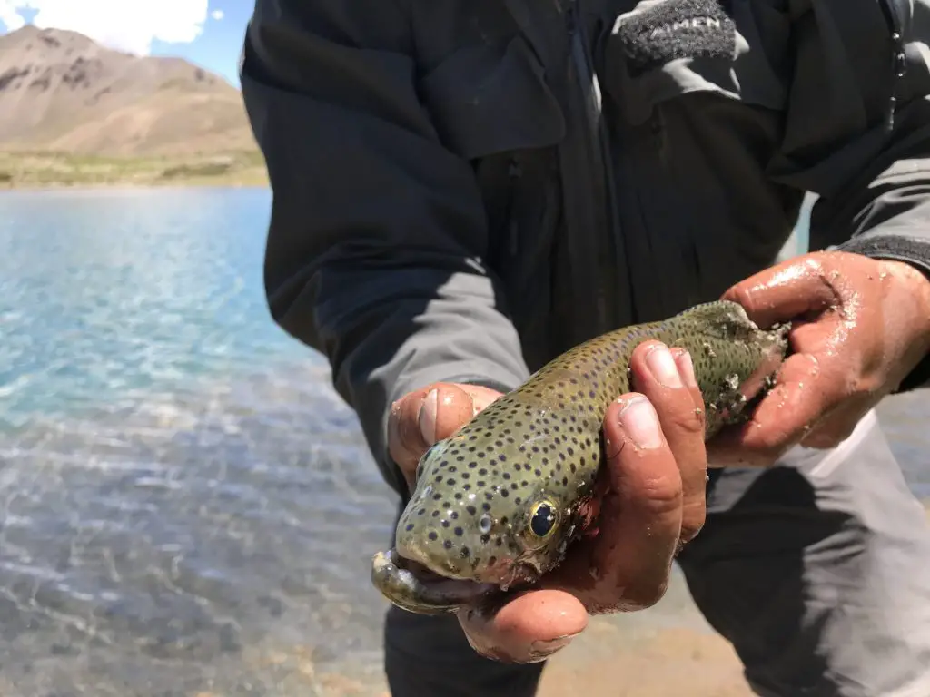 zurdo avec une truite de la laguna las cargas dans la valle noble en argentine