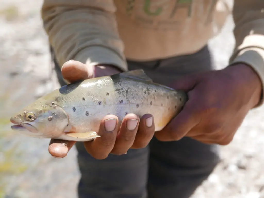 Zurdo avec une truite peche sur el cura en valle noble en argentine