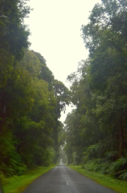 Exemple de route typique de la côte ouest de l’Ile Du Sud en Nouvelle-Zélande