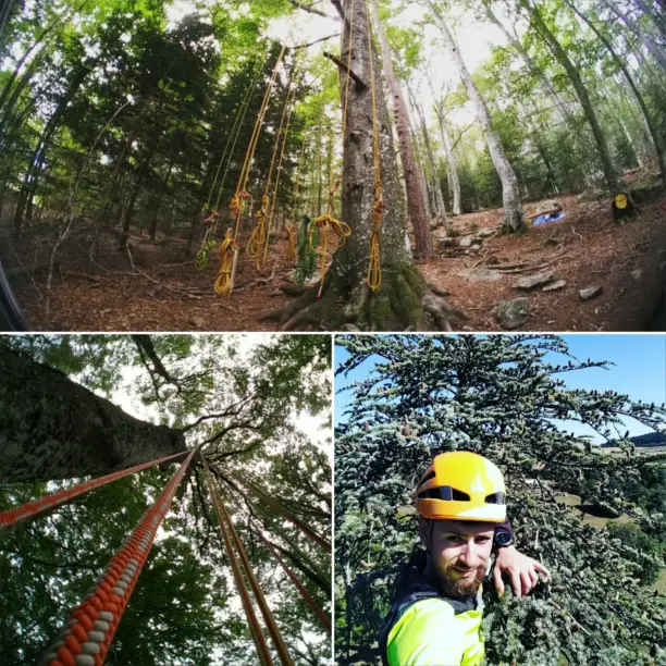 Corde à grimper et photo au sommet d’un cèdre de 40m avec Adventure-attitude