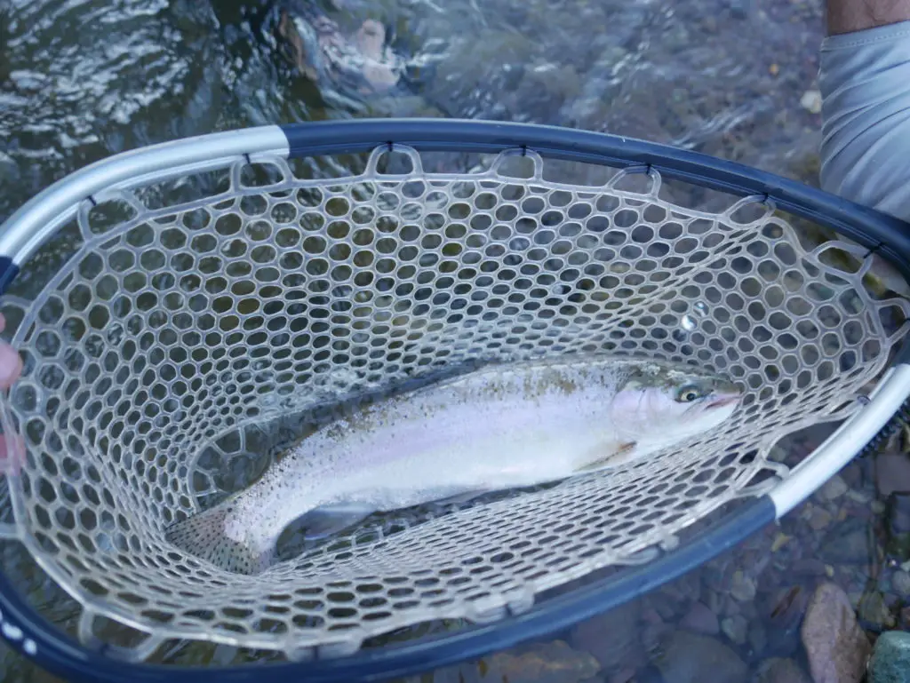 première truite pechée en nymphe sur la rivière Tordillo en patagonie du nord